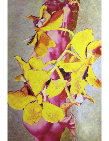 Woman with Flowers