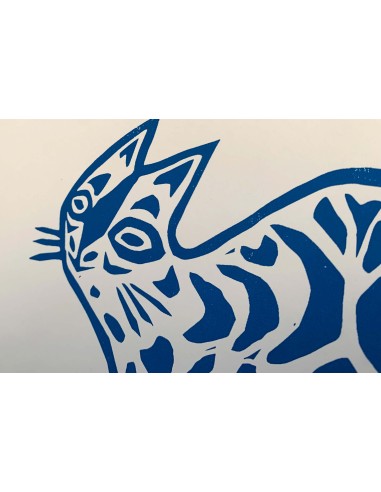 Gatto Bipolare