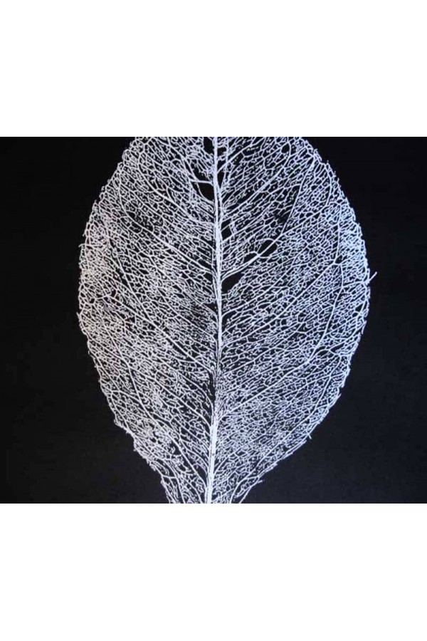 Skeleton Leaf 2