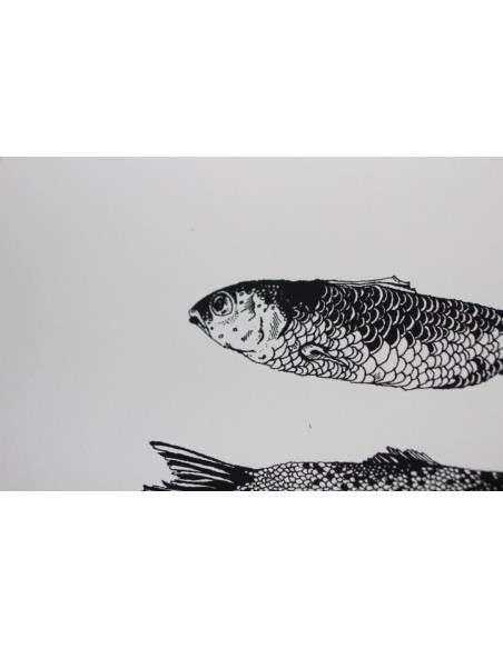 Little Fishes of Andaman Sea
