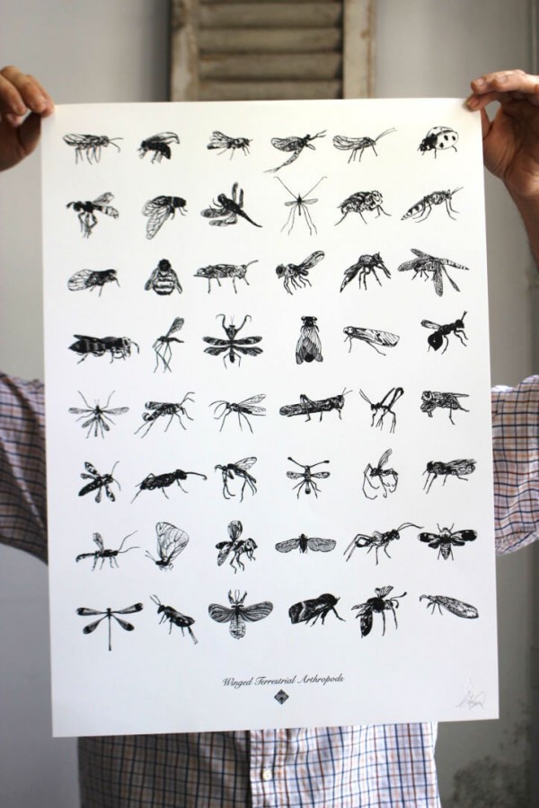 Terrestral Arthropods
