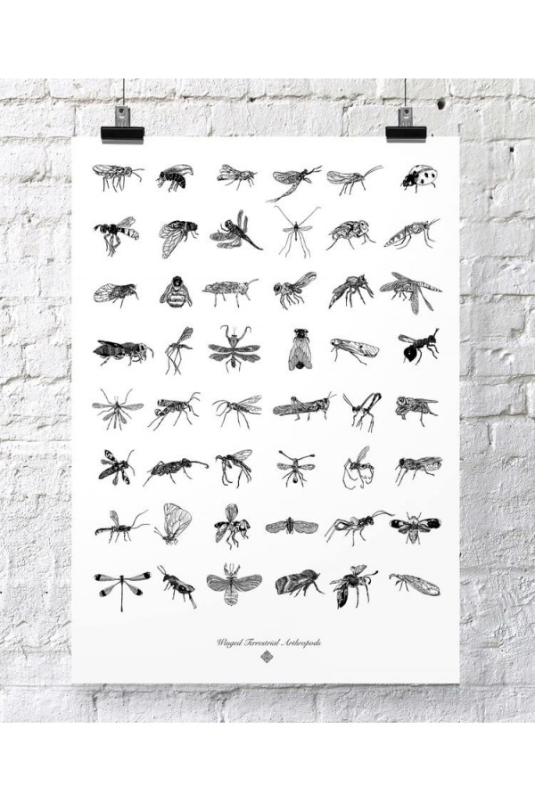 Terrestral Arthropods 2