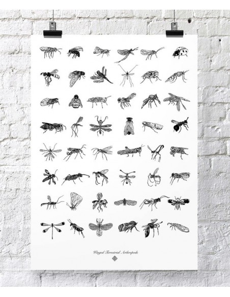 Terrestral Arthropods