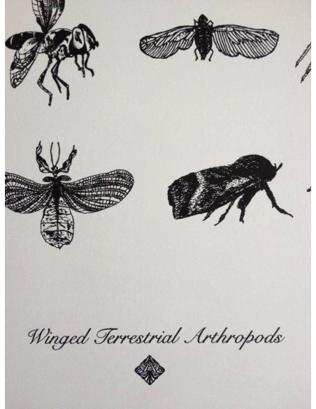 Terrestral Arthropods