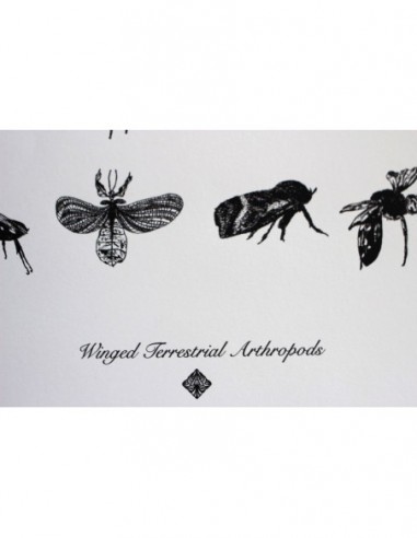 Terrestral Arthropods