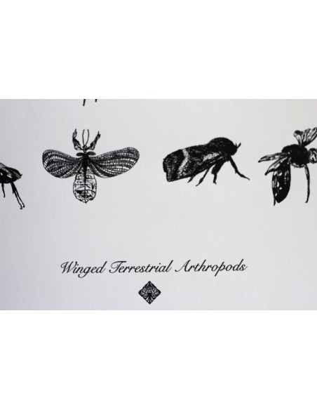 Terrestral Arthropods