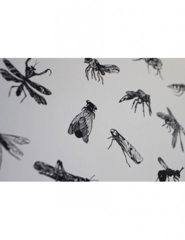 Terrestral Arthropods