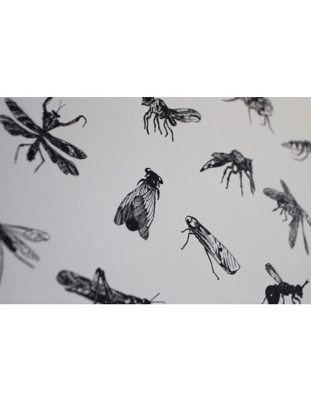 Terrestral Arthropods