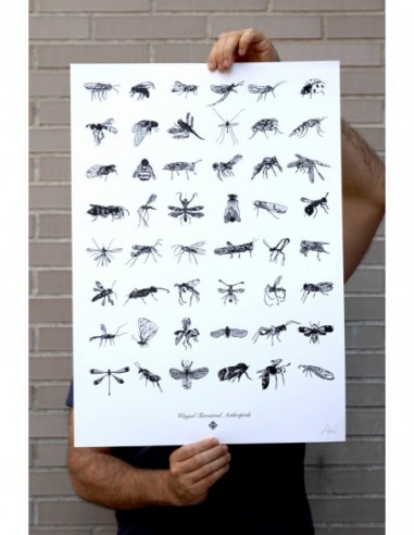 Terrestral Arthropods