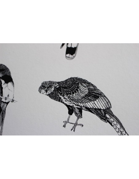 Illustrated Guide to British Birds