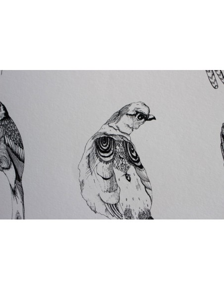 Illustrated Guide to British Birds