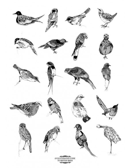 Illustrated Guide to British Birds