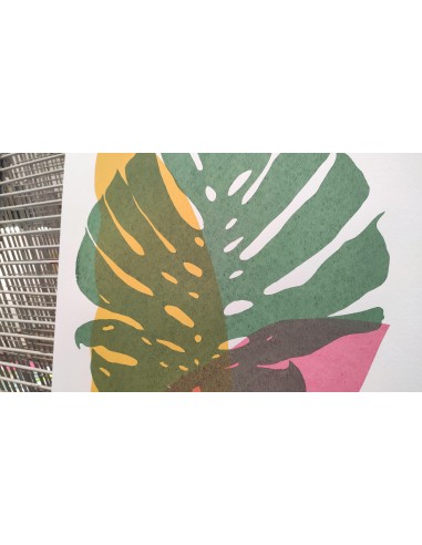 Plants and Flowers - Monstera