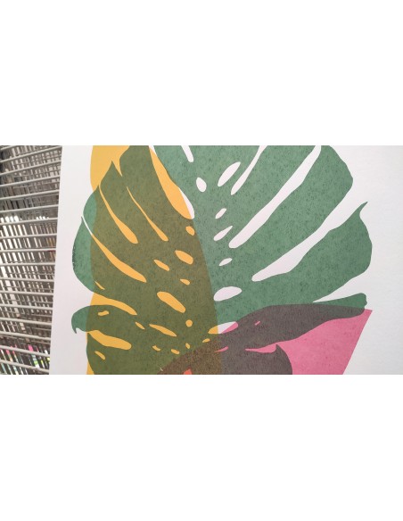Plants and Flowers - Monstera