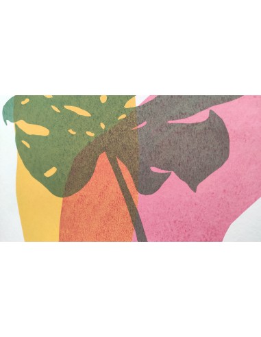 Plants and Flowers - Monstera