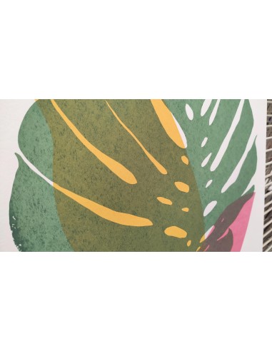 Plants and Flowers - Monstera