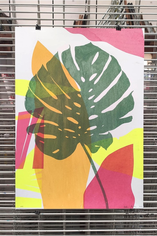 Plants and Flowers - Monstera