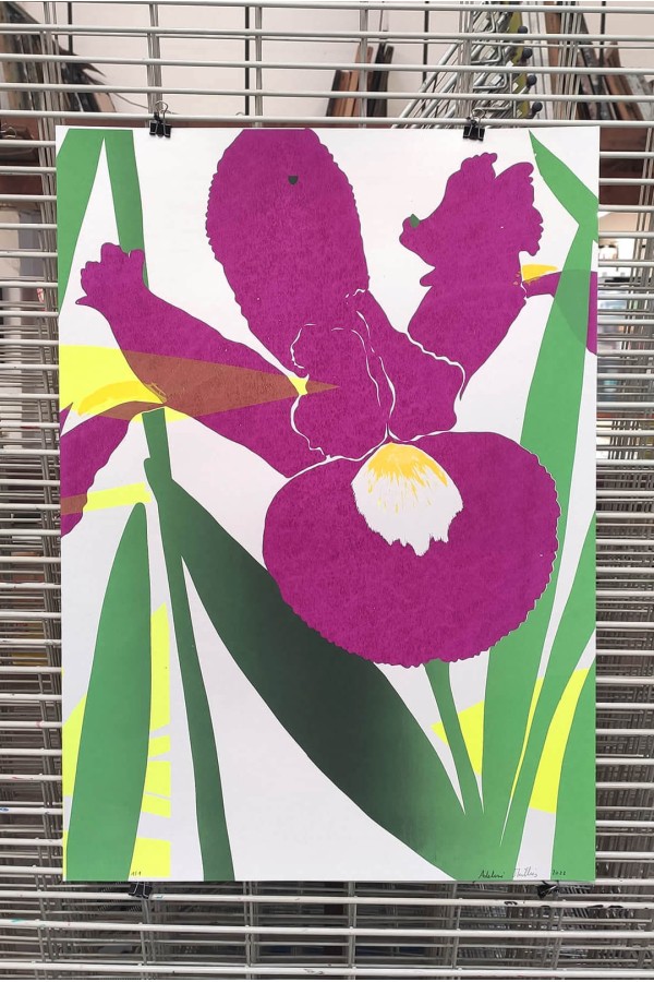 Plants and Flowers - Iris